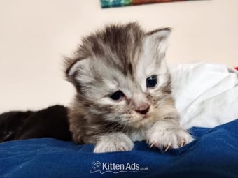 Maine coone X Ragdoll kittens