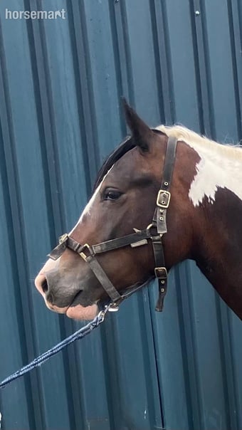 "Lady" Tri-Coloured Filly Coloured