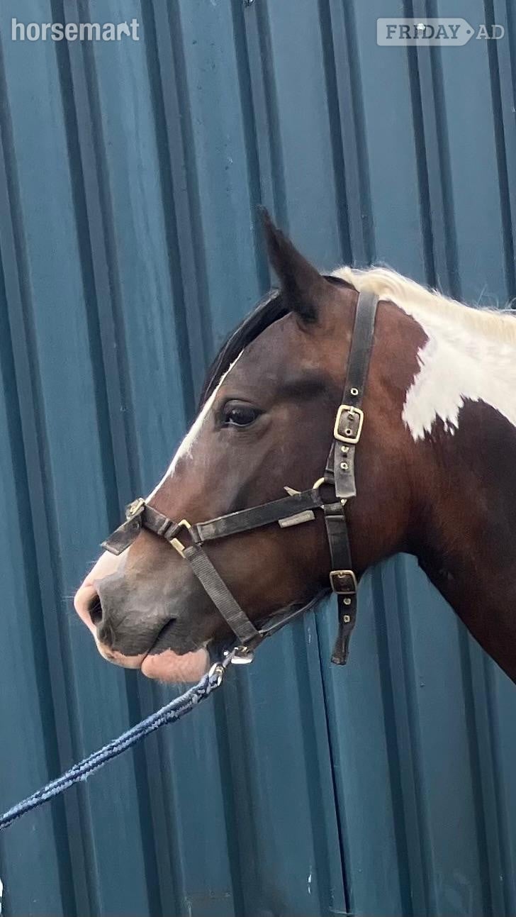 "Lady" Tri-Coloured Filly Coloured in Welshpool