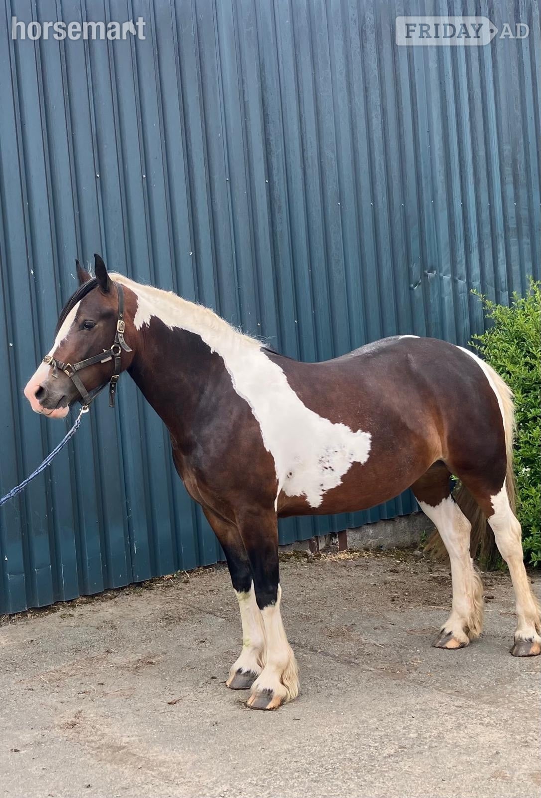 "Lady" Tri-Coloured Filly Coloured