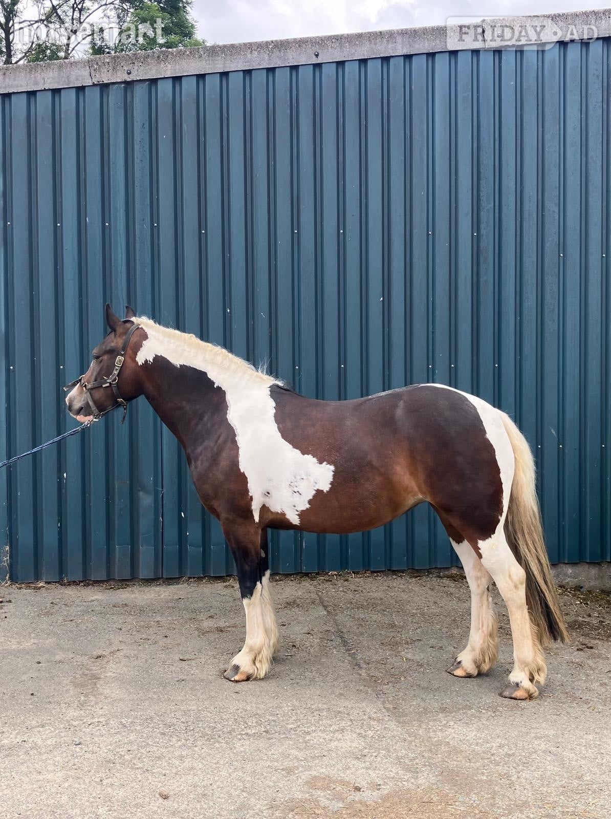 "Lady" Tri-Coloured Filly Coloured - Horses in Welshpool