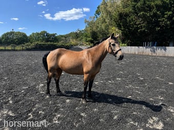 "Molly" Dun Mare All Rounder