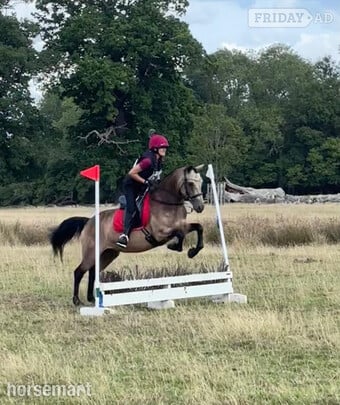 "Molly" Dun Mare All Rounder