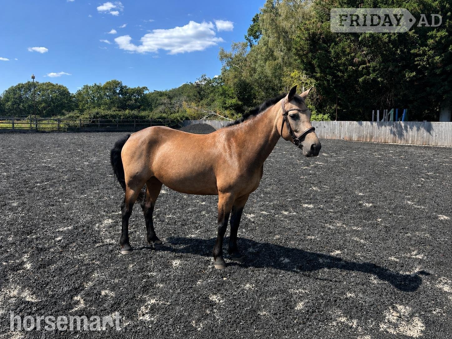 "Molly" Dun Mare All Rounder in Woking