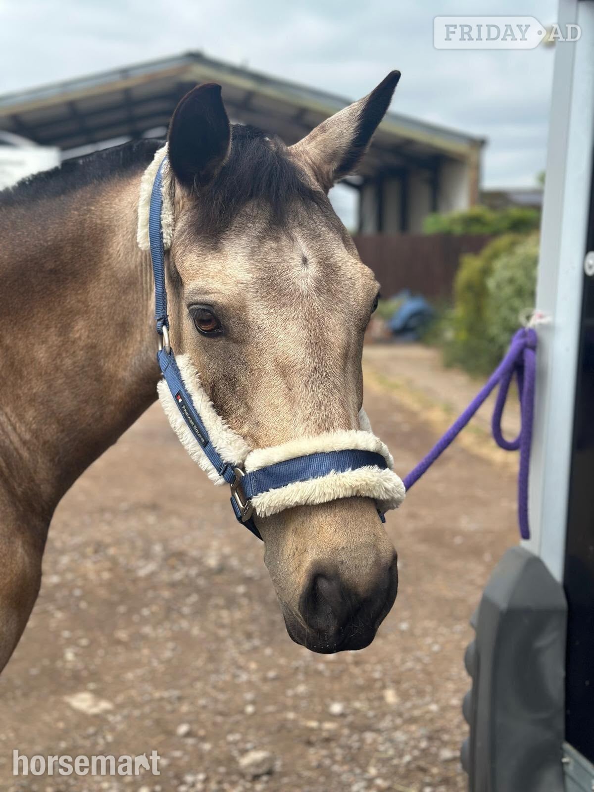 "Molly" Dun Mare All Rounder - Horses in Woking