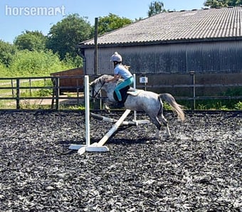 "Charm" Grey Mare Pony Club Pony