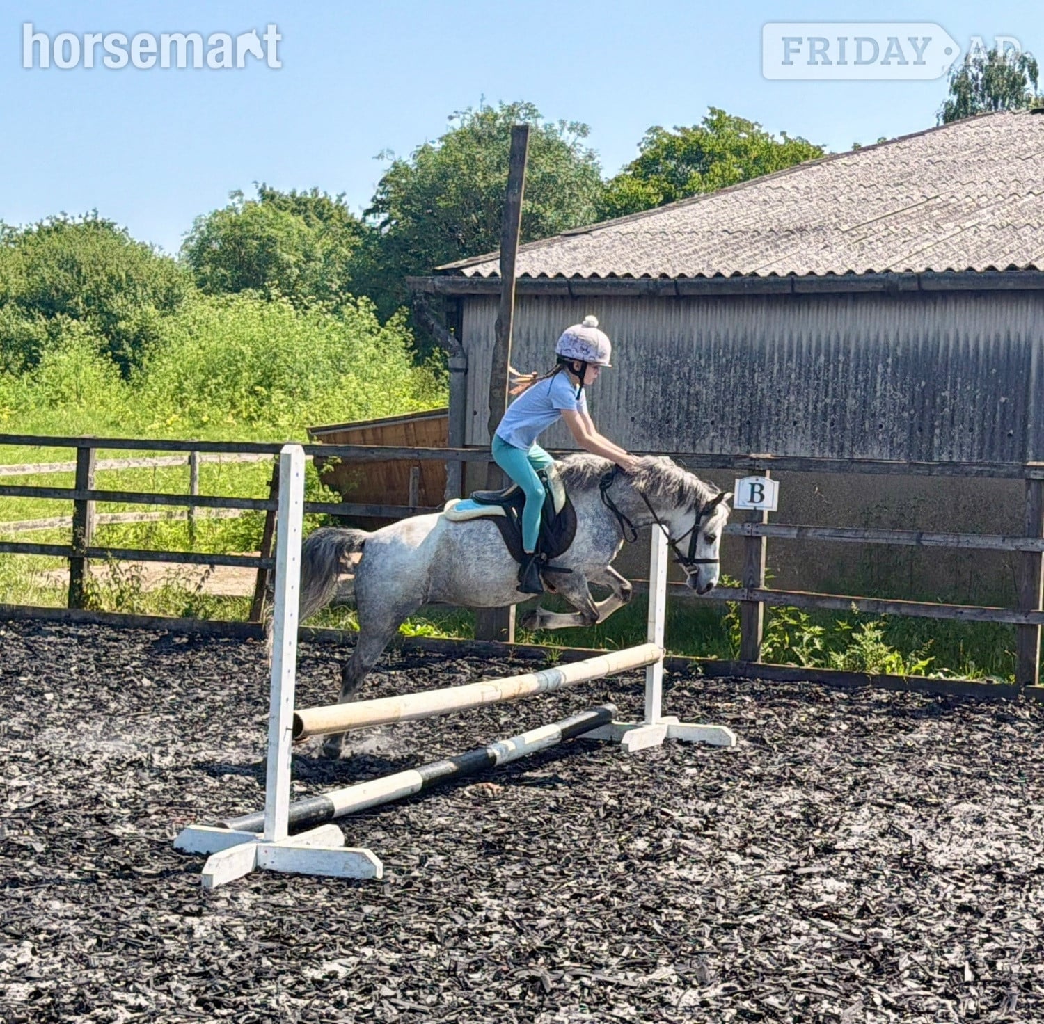 "Charm" Grey Mare Pony Club Pony