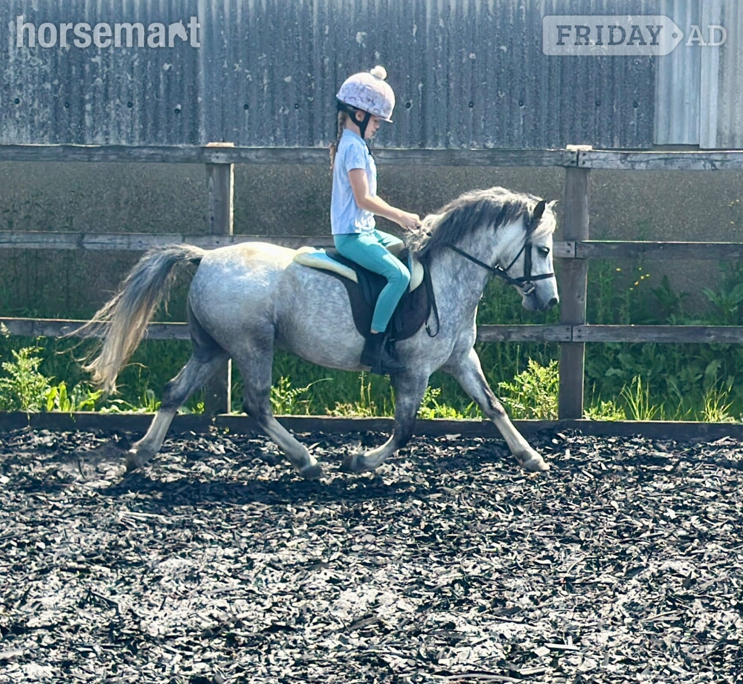 Hockley "Charm" Grey Mare Pony Club Pony