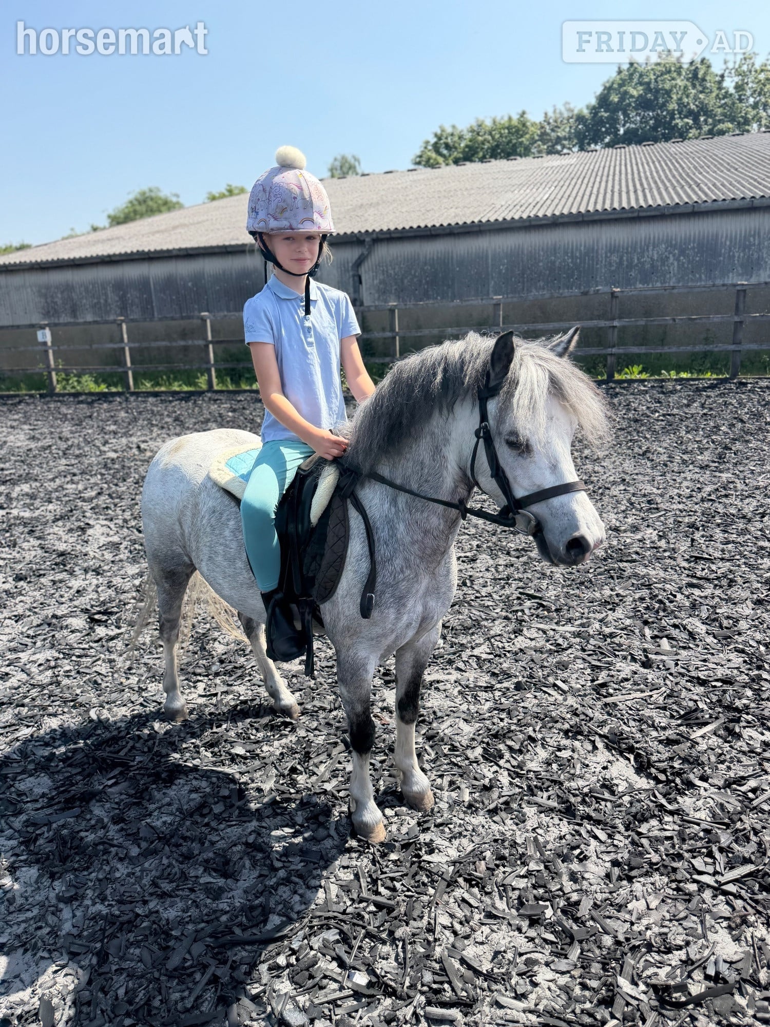 "Charm" Grey Mare Pony Club Pony - Horses in Hockley