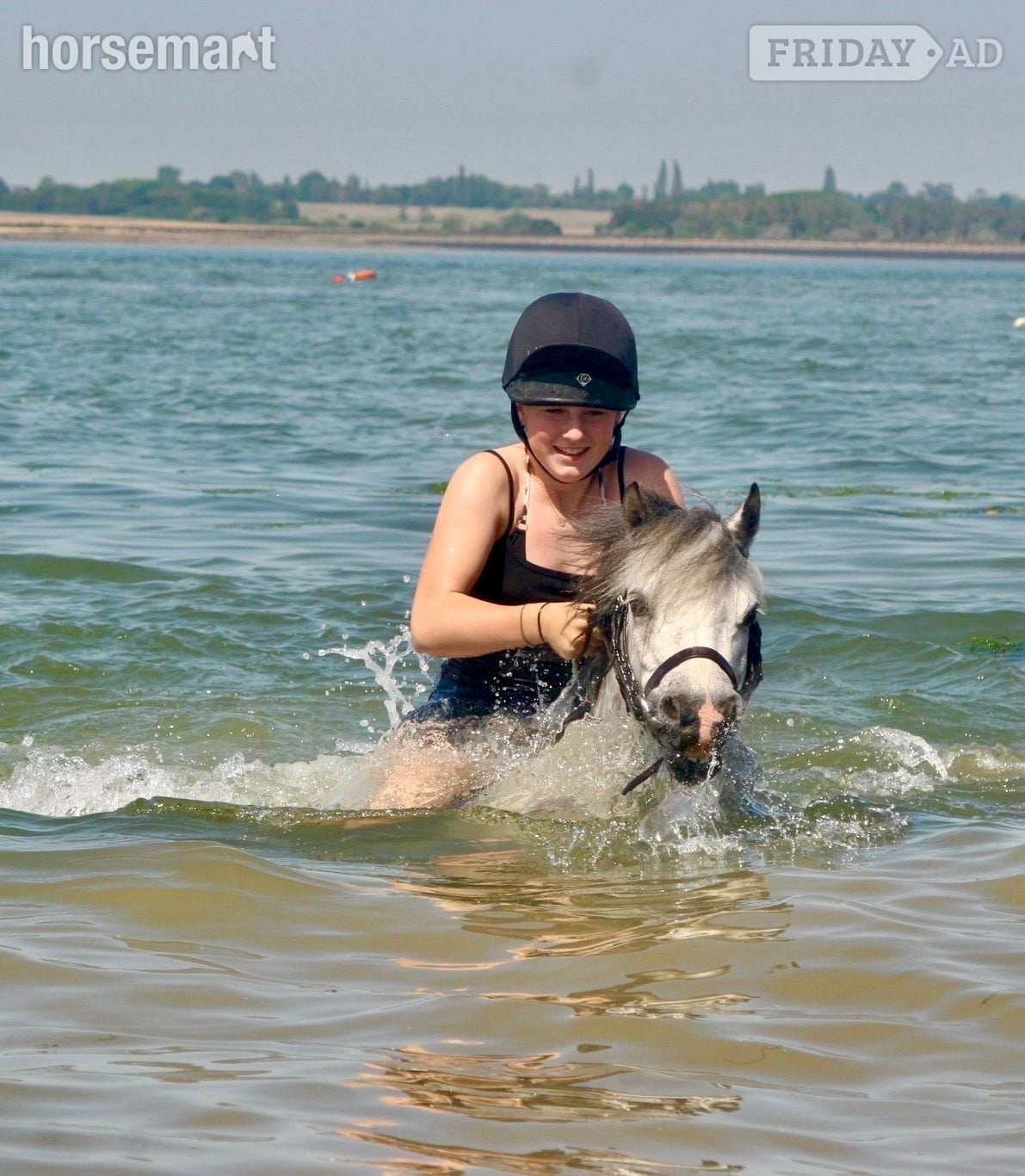 "Charm" Grey Mare Pony Club Pony - Horses