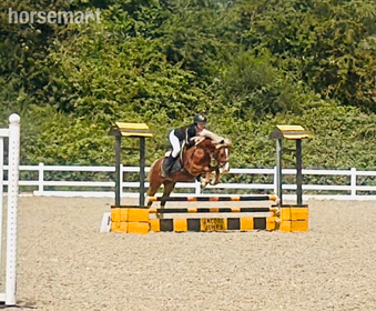 "Robbie" Chestnut Gelding Pony Club Pony