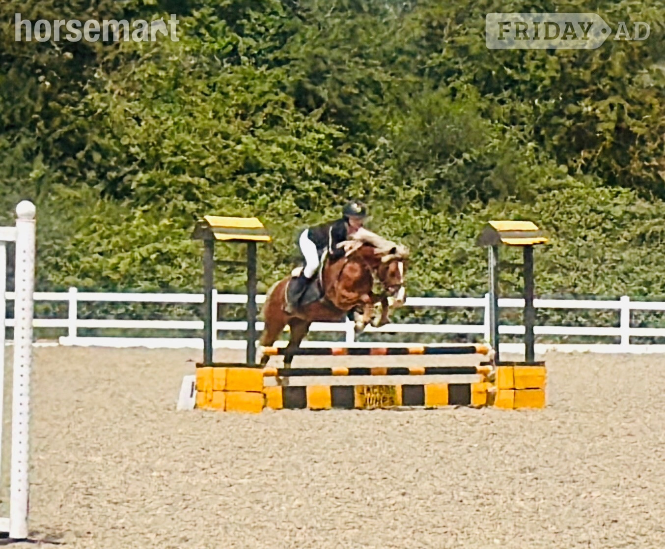 "Robbie" Chestnut Gelding Pony Club Pony in Hockley