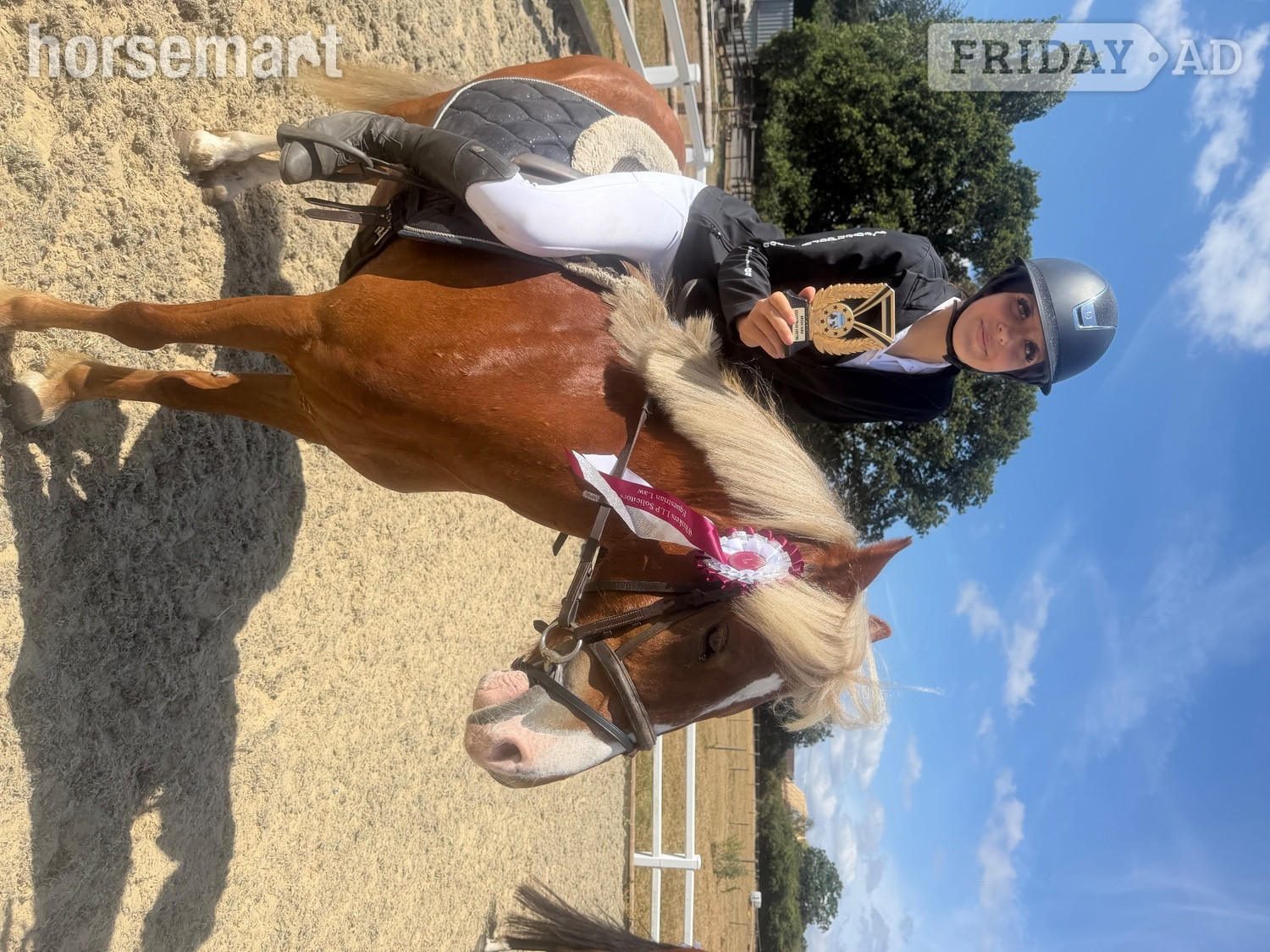 "Robbie" Chestnut Gelding Pony Club Pony