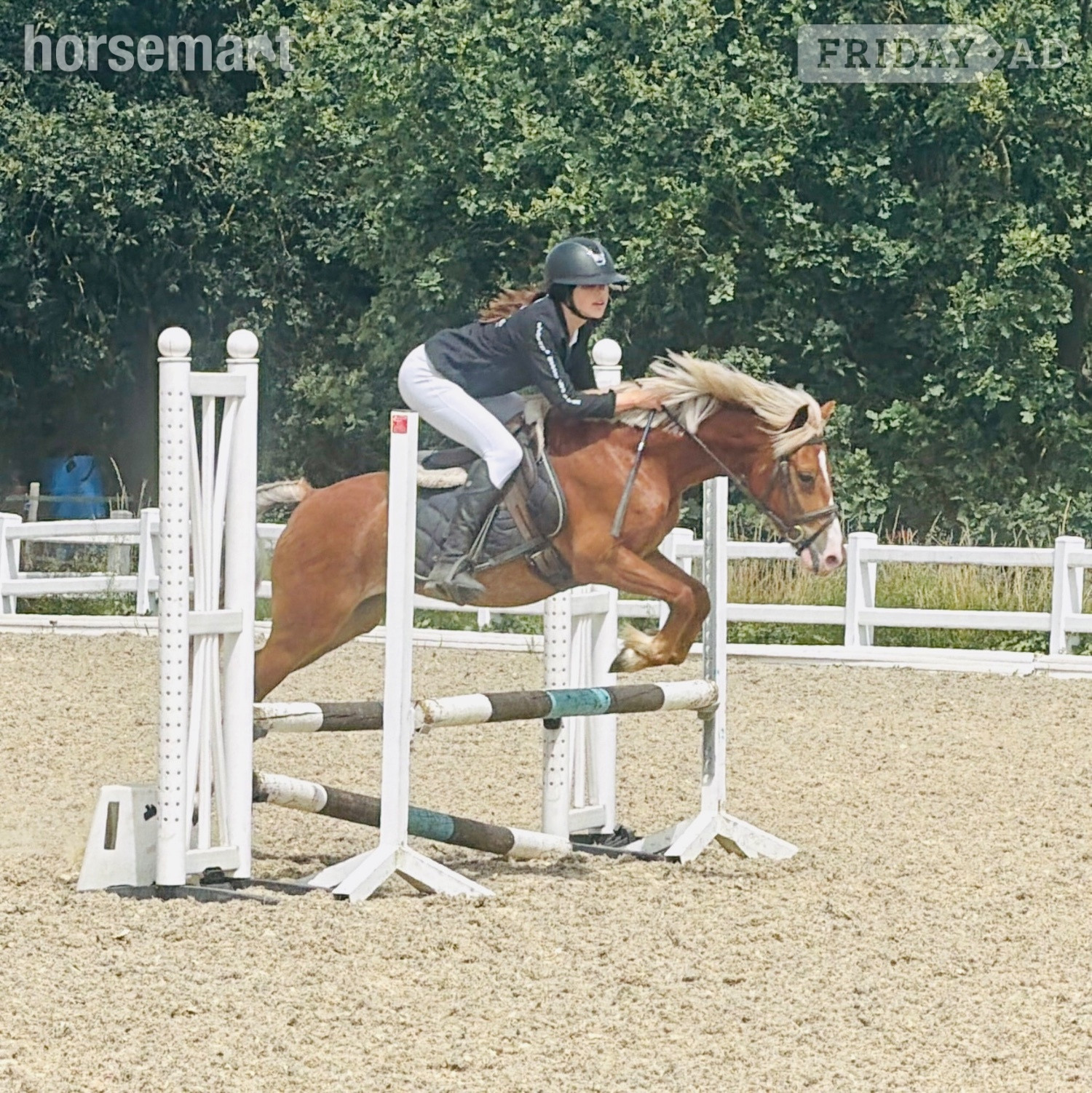 Hockley "Robbie" Chestnut Gelding Pony Club Pony