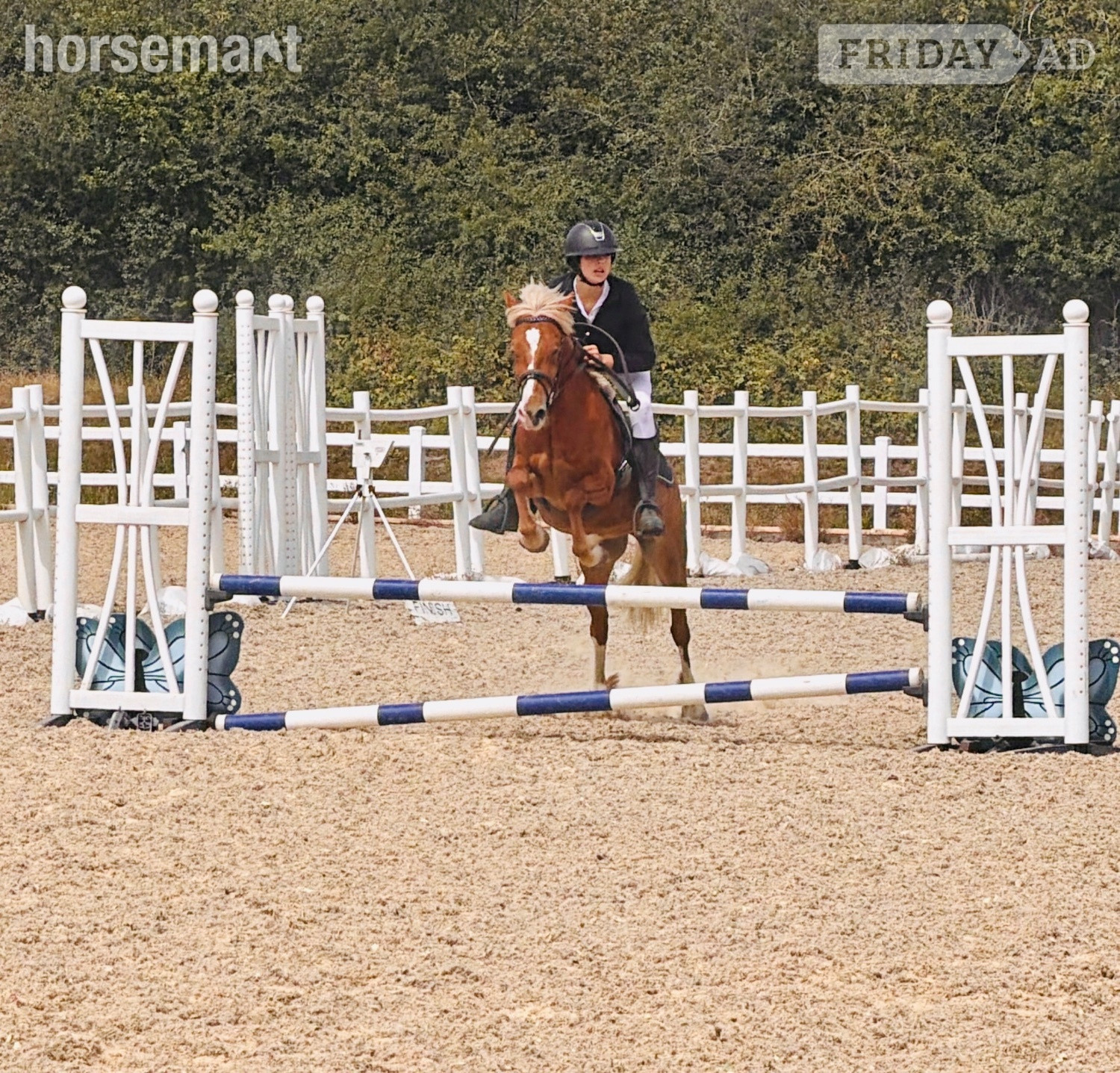 "Robbie" Chestnut Gelding Pony Club Pony - Horses in Hockley