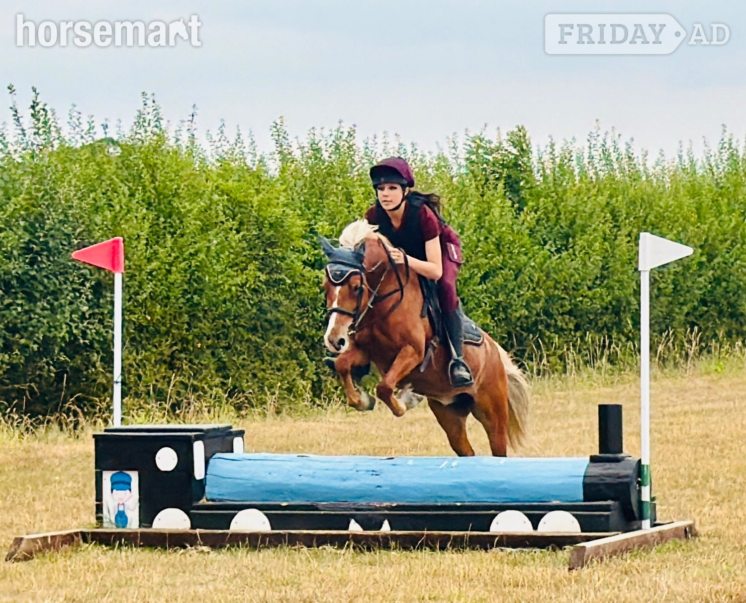 "Robbie" Chestnut Gelding Pony Club Pony - Horses