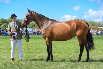 "Bambi (katinka)" Bay Mare All Rounder