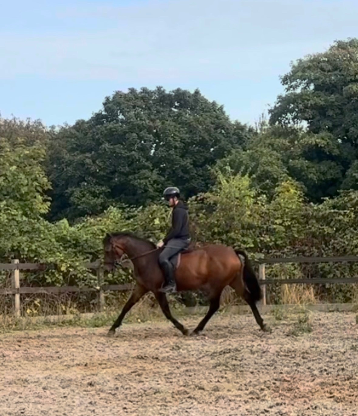 "Bambi (katinka)" Bay Mare All Rounder - Horses in Carmarthen