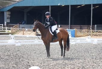 Ottb 6 year old for part/ full loan