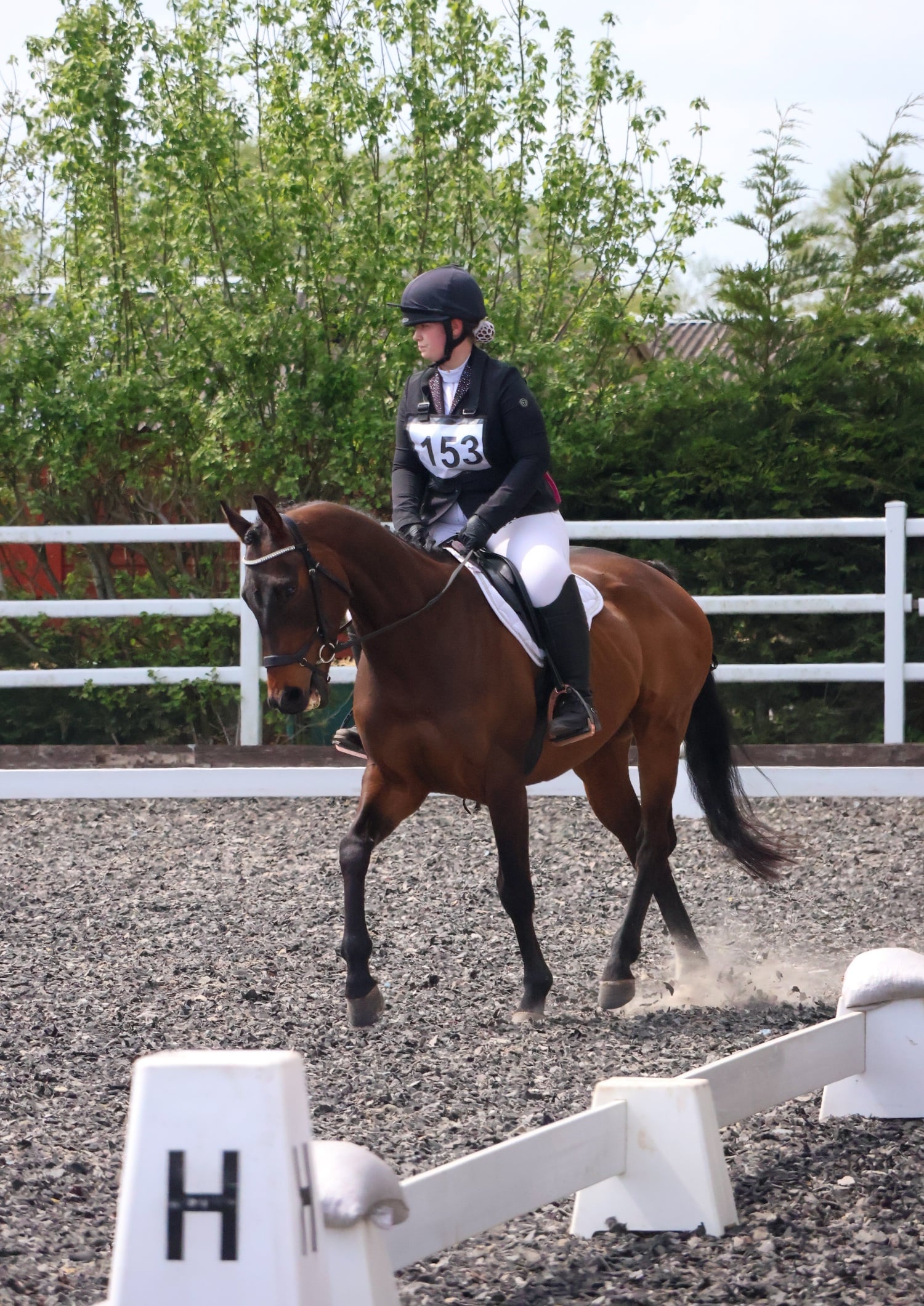Ottb 6 year old for part/ full loan