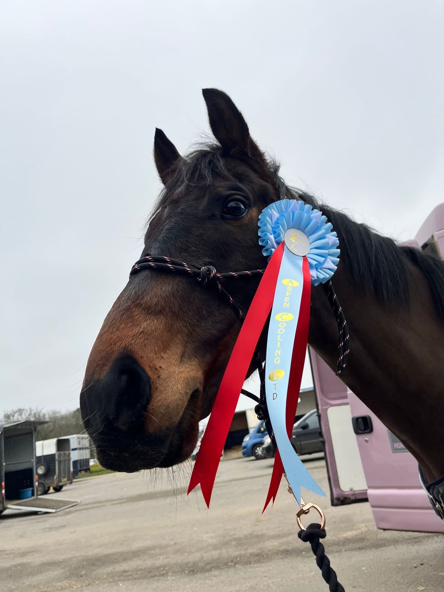 Ottb 6 year old for part/ full loan - Horses
