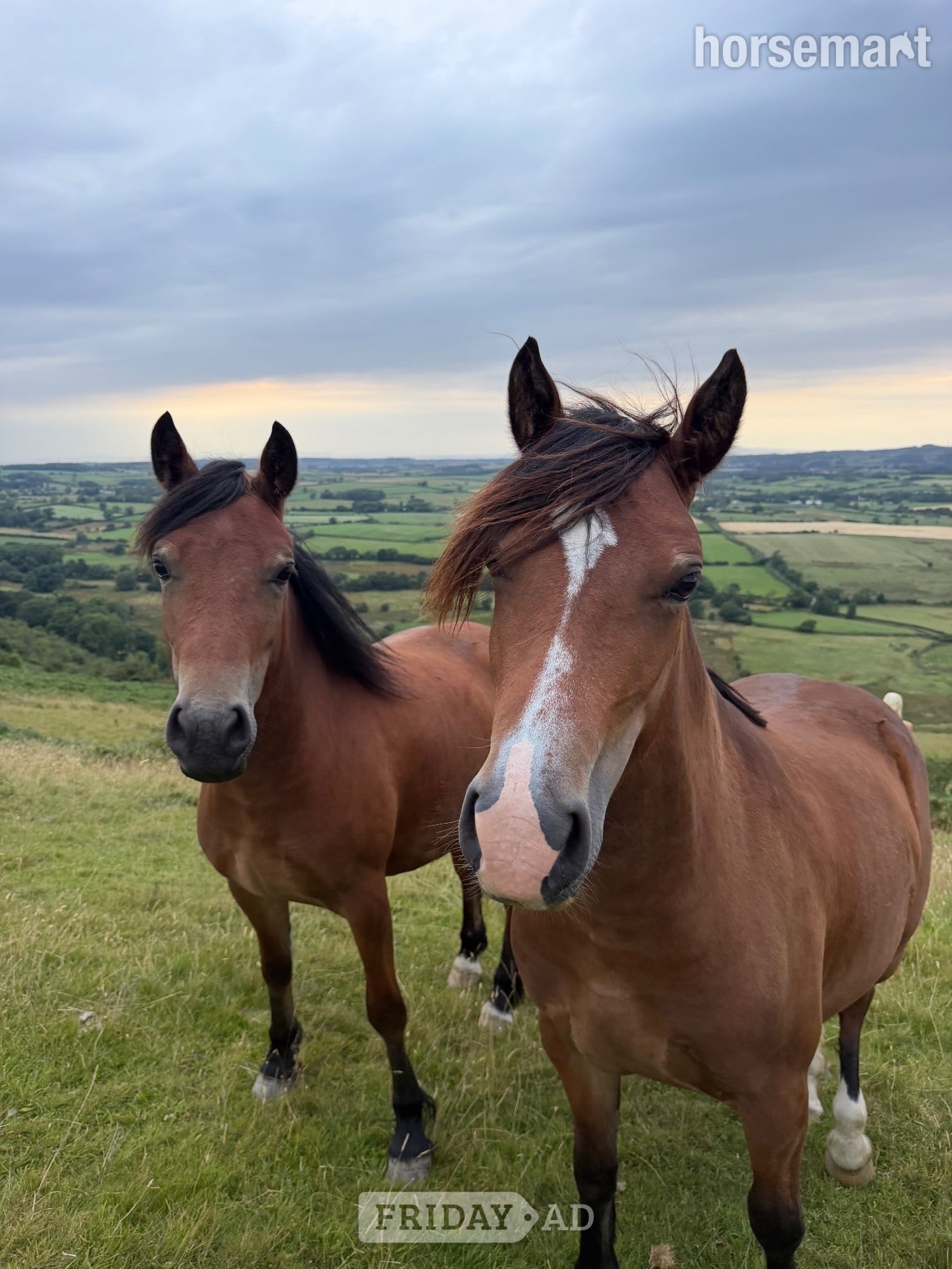 "Candy &amp; Gem " Bay Filly All Rounder in Cockermouth
