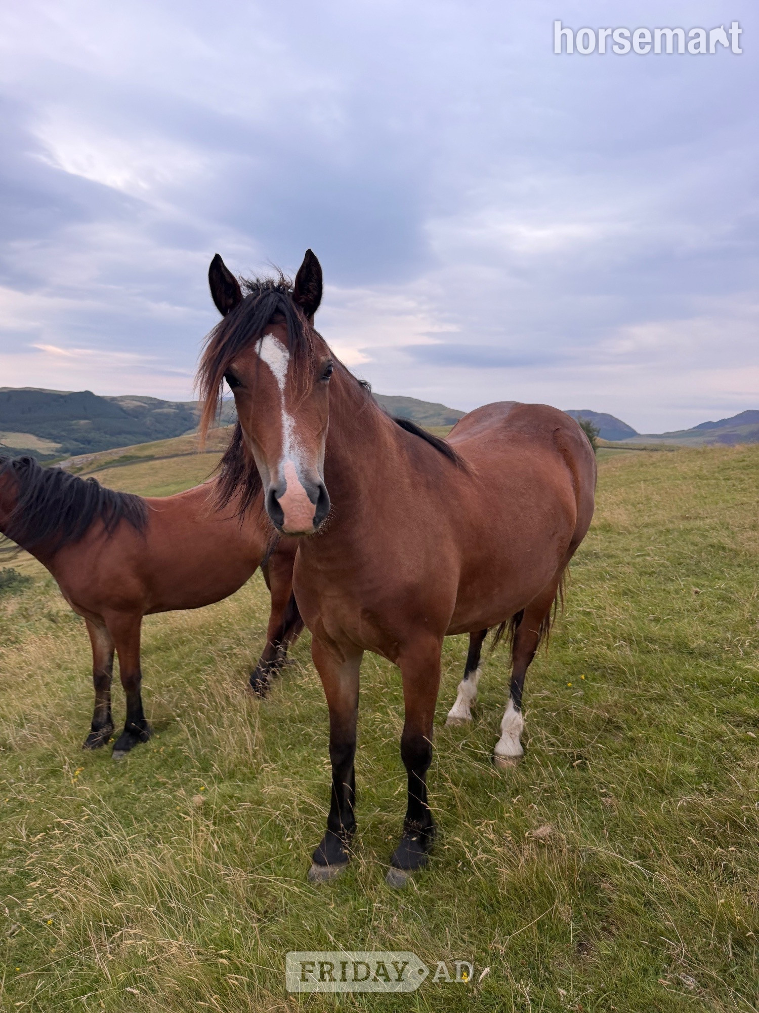 "Candy &amp; Gem " Bay Filly All Rounder