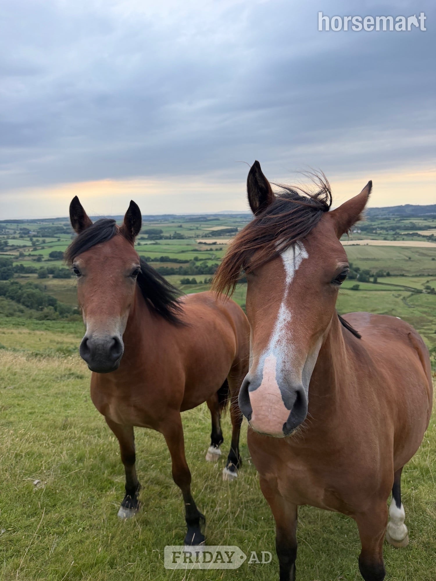 Cockermouth "Candy &amp; Gem " Bay Filly All Rounder