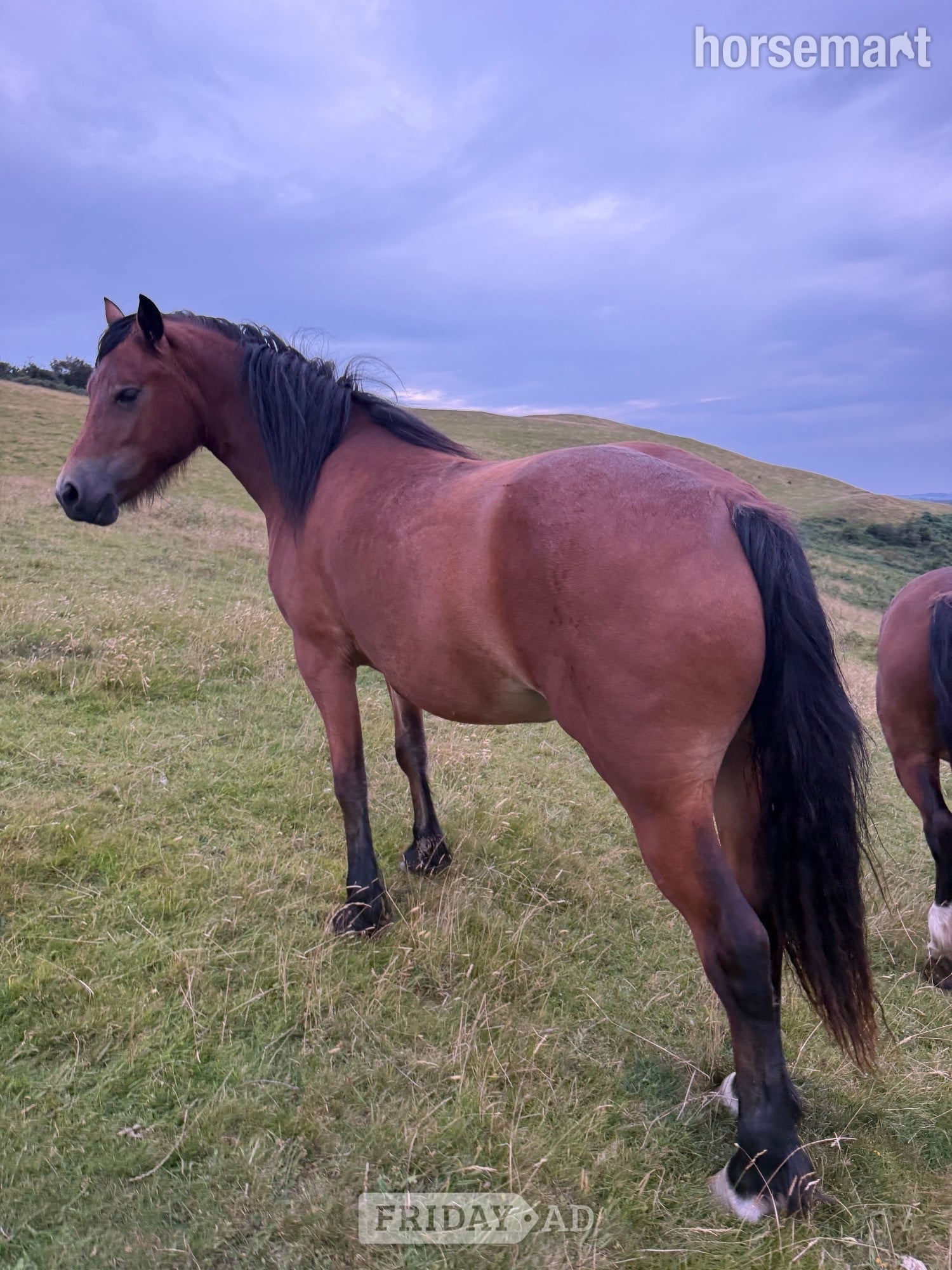 "Candy &amp; Gem " Bay Filly All Rounder - Horses in Cockermouth