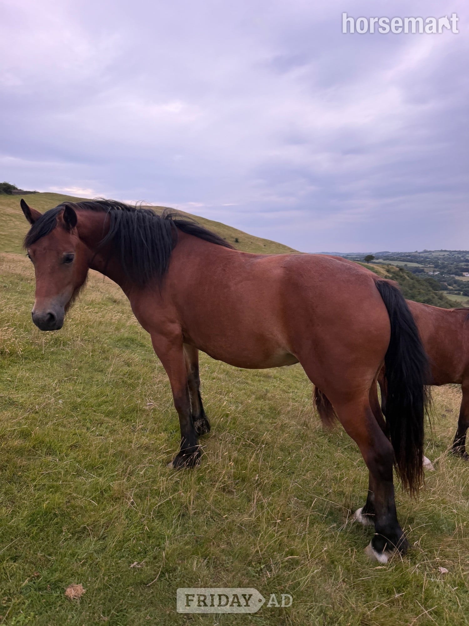 "Candy &amp; Gem " Bay Filly All Rounder - Horses