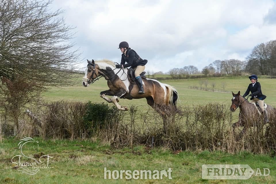 "Muirdrum Cruz " Buckskin Stallion Stallion - Horses