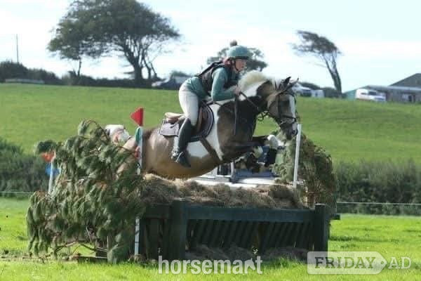 Ystrad Mynach "Muirdrum Cruz " Buckskin Stallion Stallion