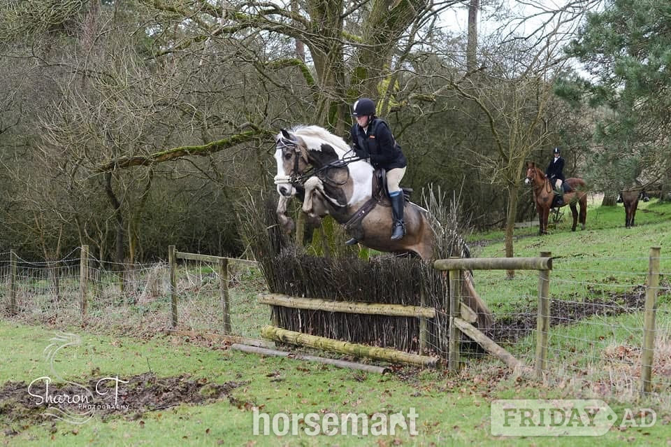"Muirdrum Cruz " Buckskin Stallion Stallion - Horses in Ystrad Mynach