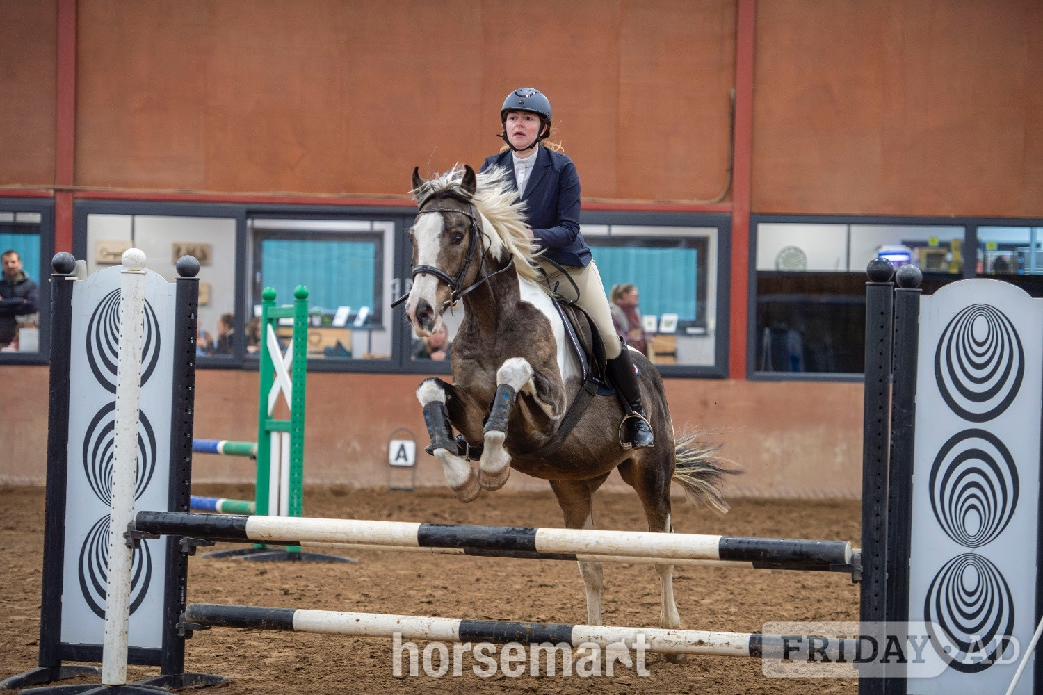 "Muirdrum Cruz " Buckskin Stallion Stallion in Ystrad Mynach