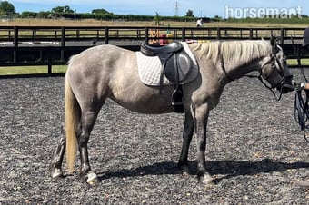 "Lowerwood bloom" Grey Mare All Rounder