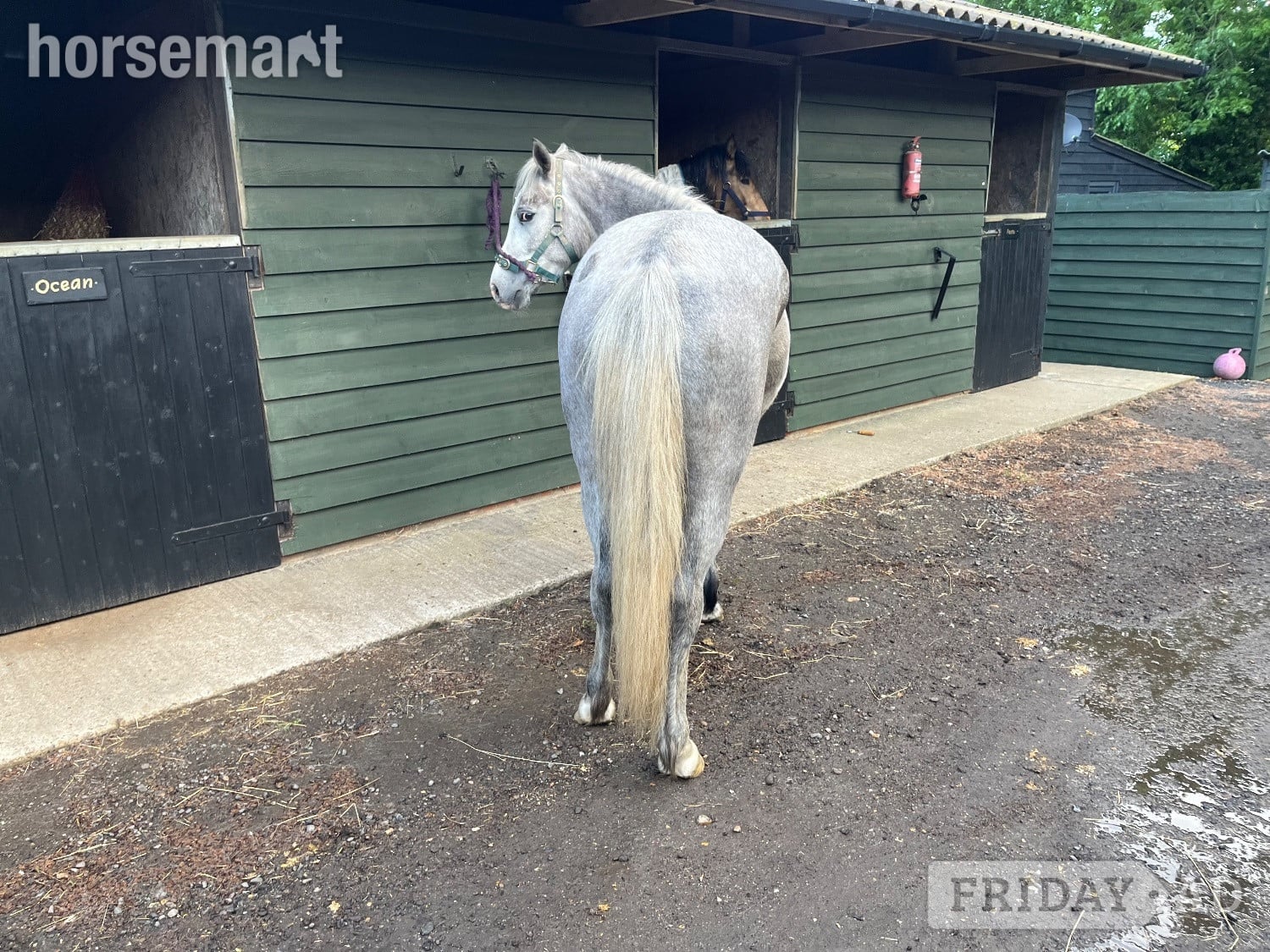 "Lowerwood bloom" Grey Mare All Rounder - 