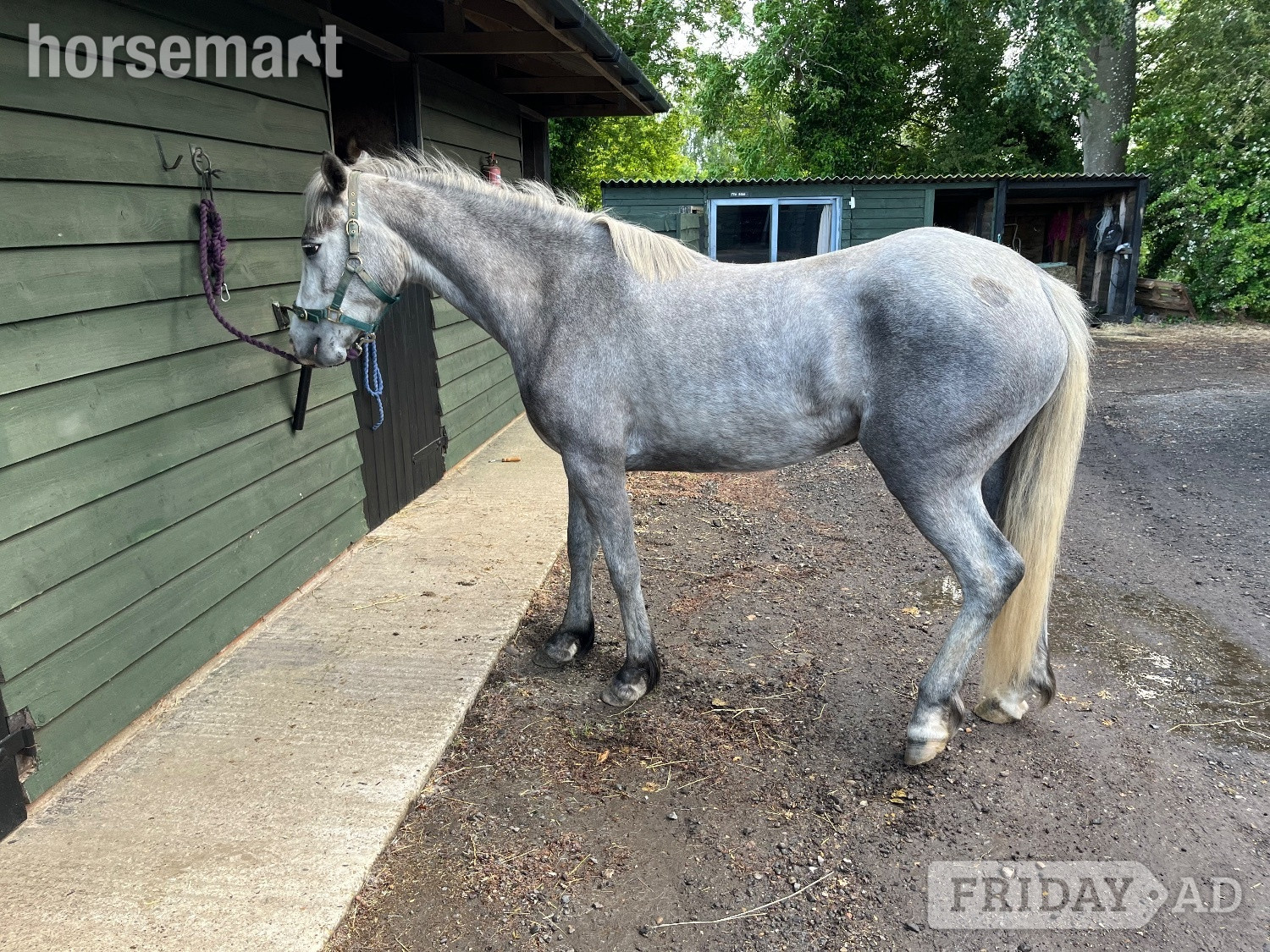 "Lowerwood bloom" Grey Mare All Rounder - Horses