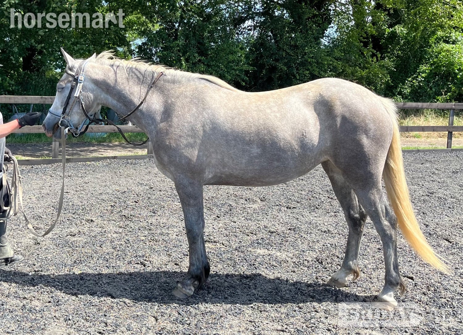 "Lowerwood bloom" Grey Mare All Rounder -  in Canterbury