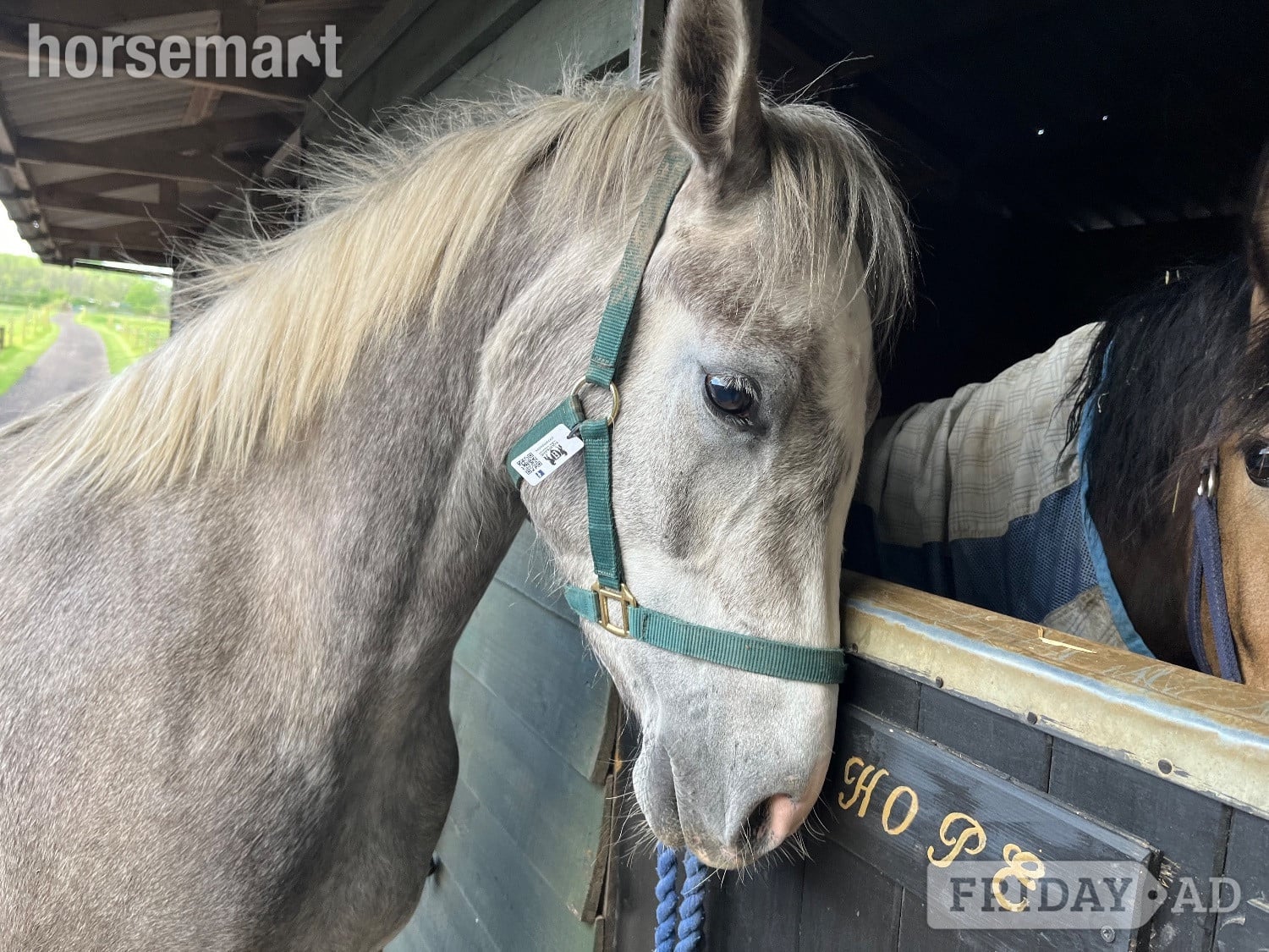 "Lowerwood bloom" Grey Mare All Rounder