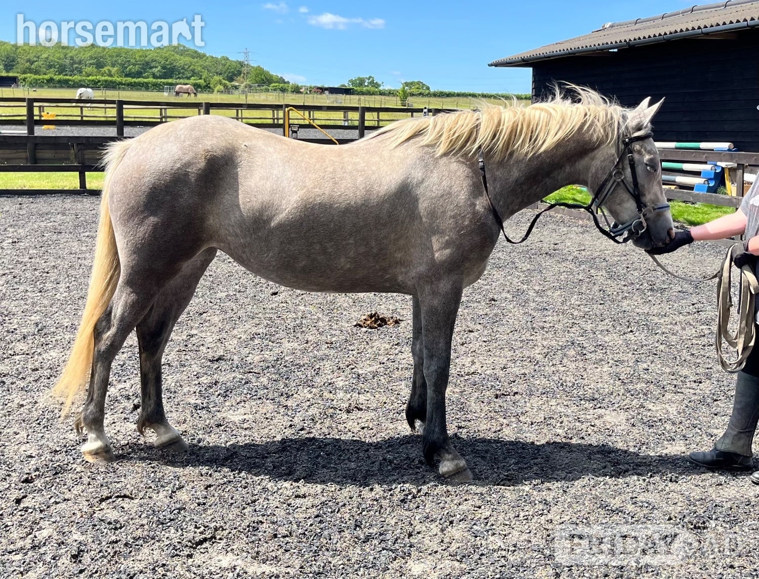 "Lowerwood bloom" Grey Mare All Rounder in Canterbury