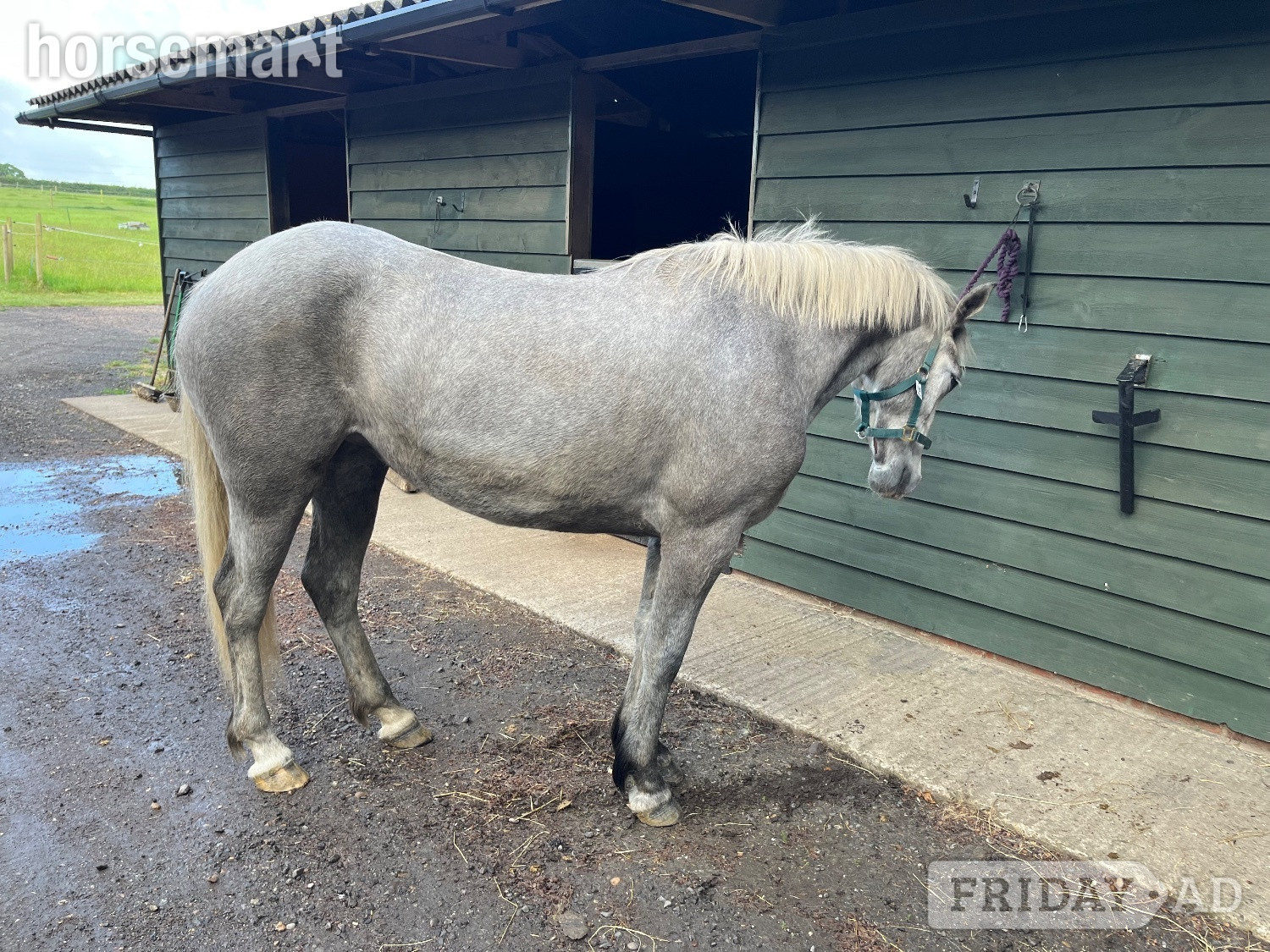 "Lowerwood bloom" Grey Mare All Rounder - Horses in Canterbury