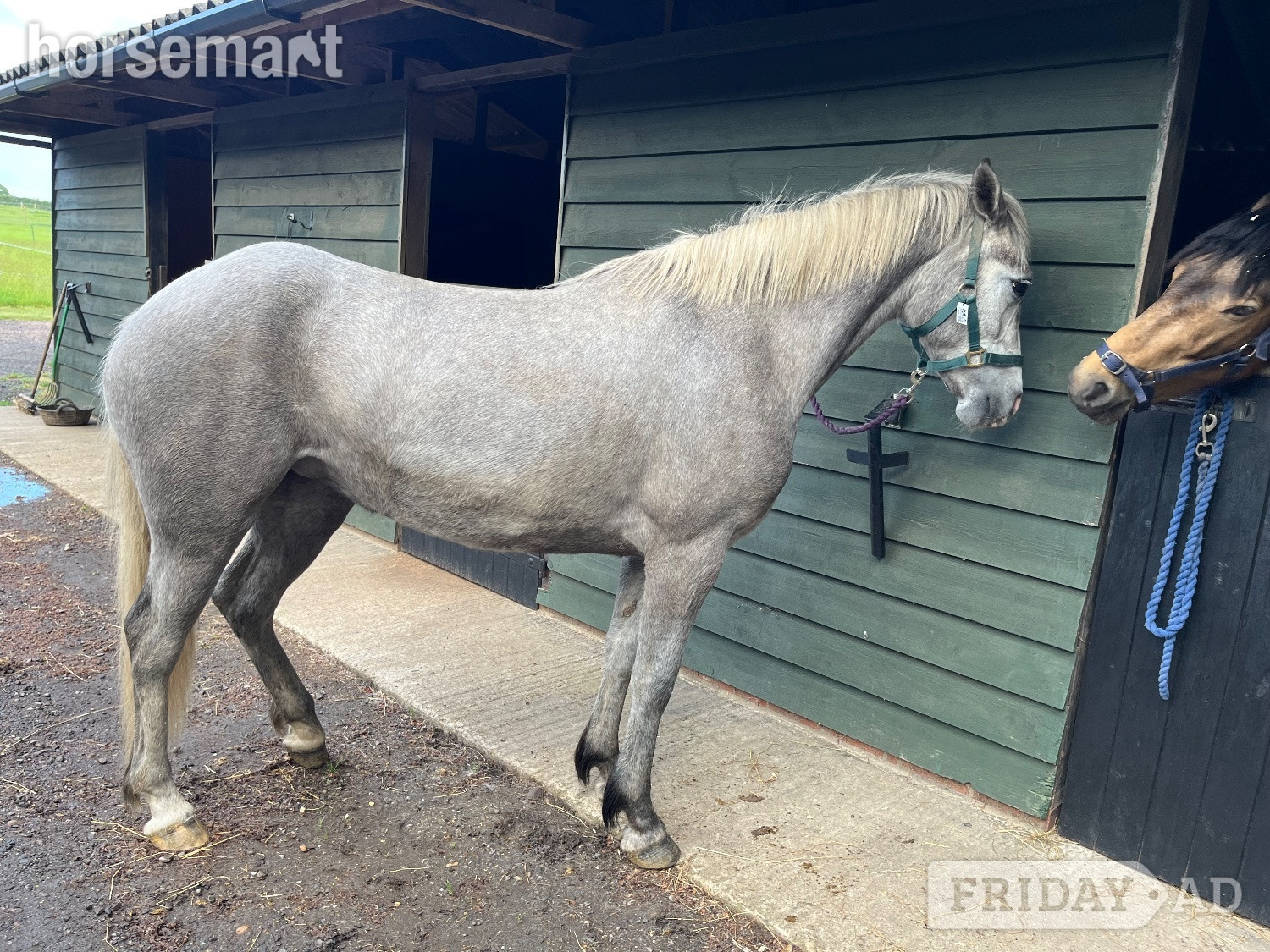 Canterbury "Lowerwood bloom" Grey Mare All Rounder