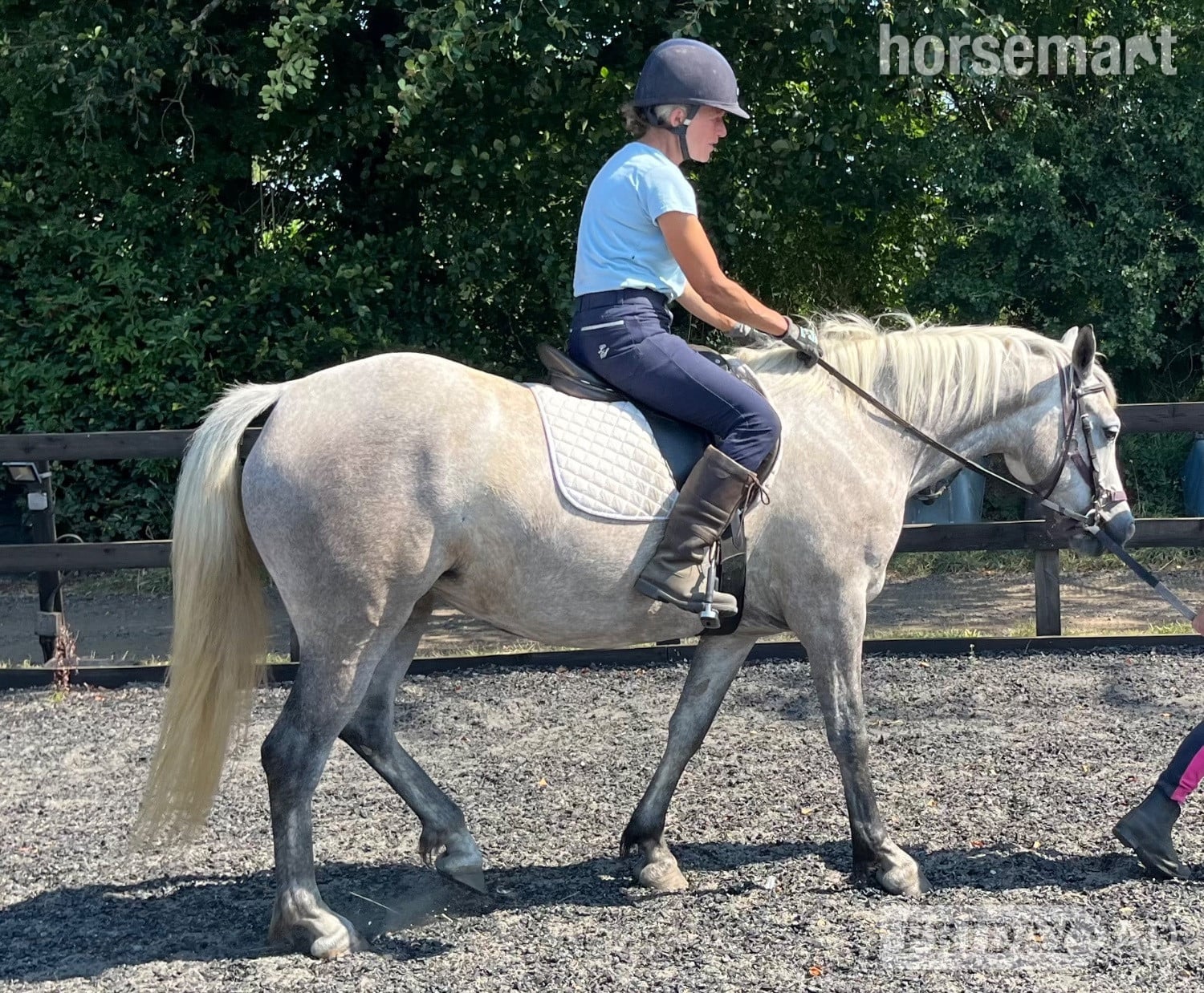 "Lowerwood bloom" Grey Mare All Rounder in Canterbury