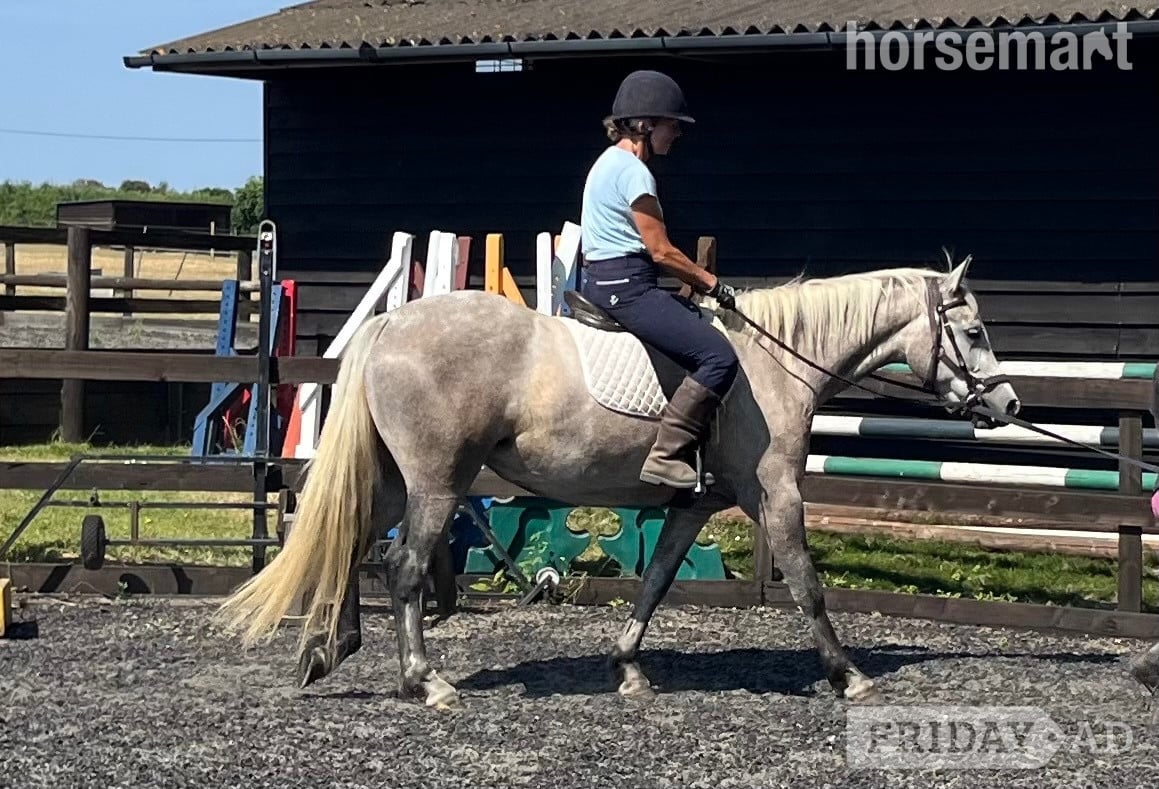 "Lowerwood bloom" Grey Mare All Rounder