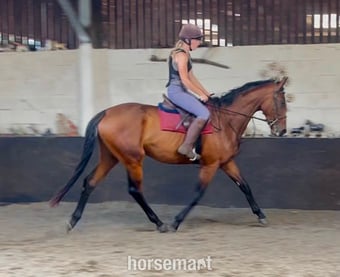 "Harry" Bay Gelding Ex Racehorse
