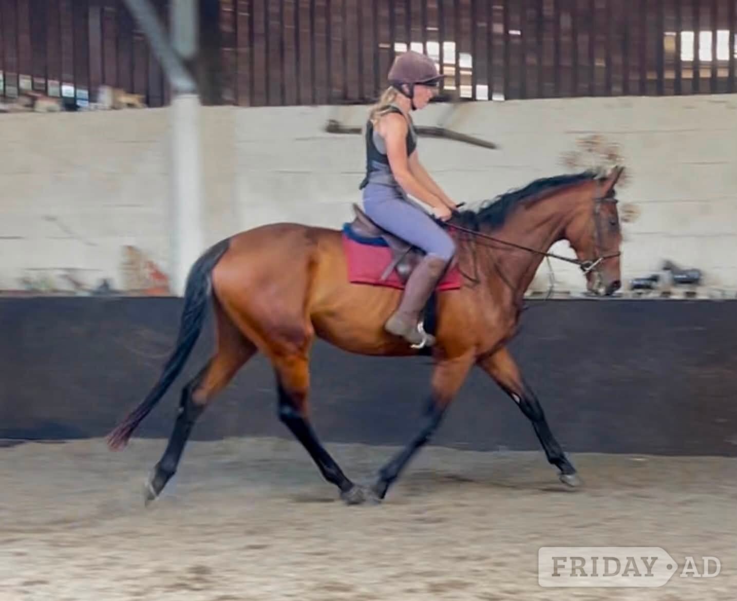 "Harry" Bay Gelding Ex Racehorse in King's Lynn