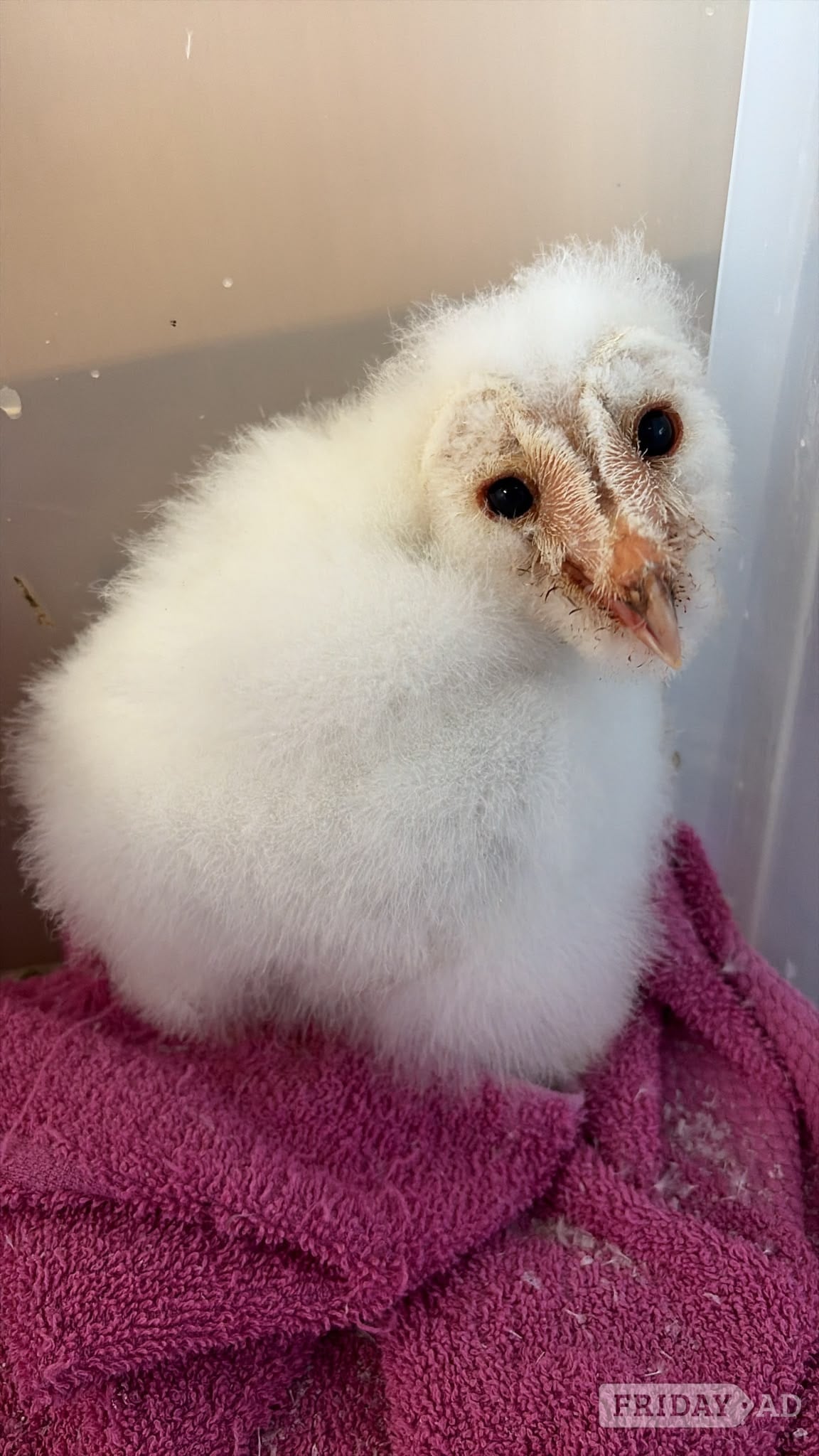 PRE RESERVE - BABY BARN OWLETS DUE TO HATCH in Market Drayton