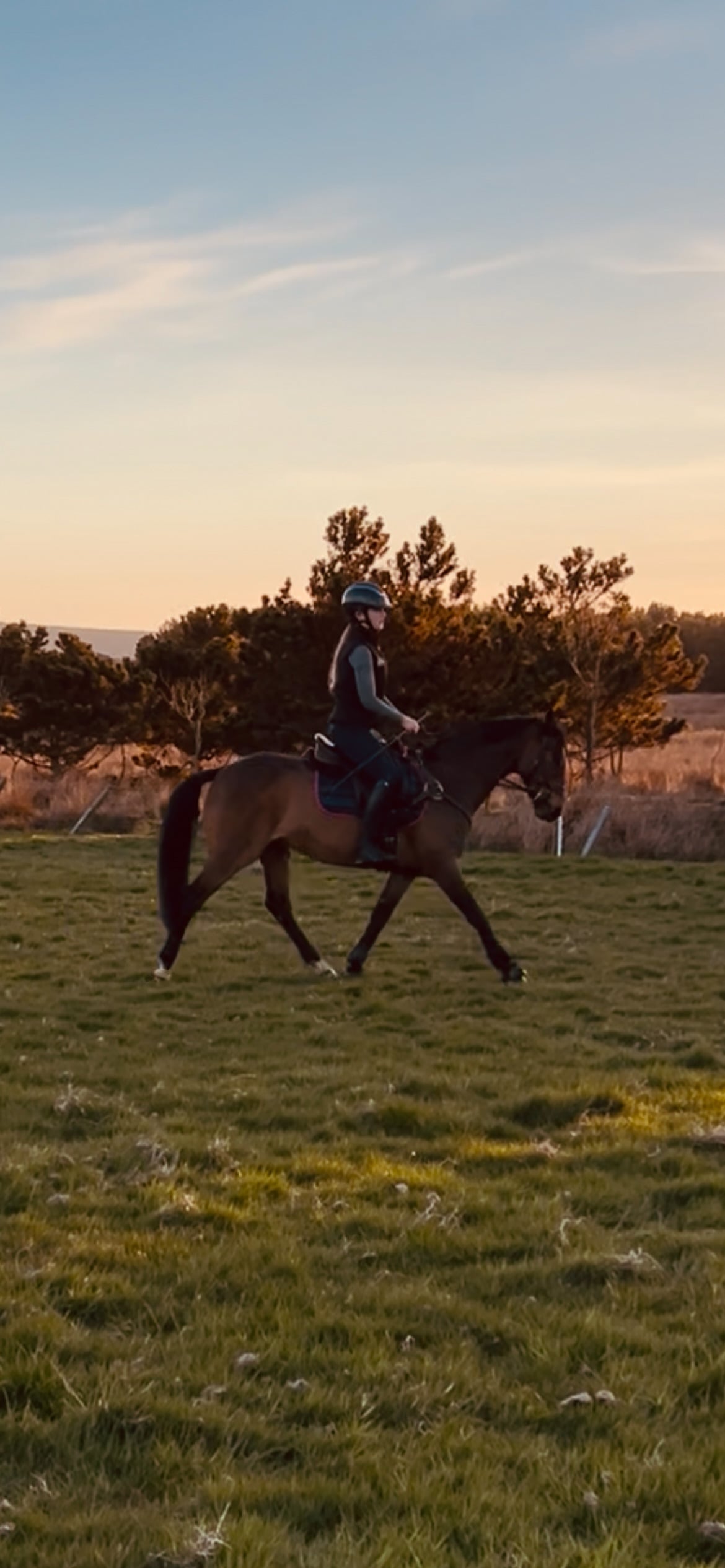 "Harley" Bay Gelding All Rounder in Wick