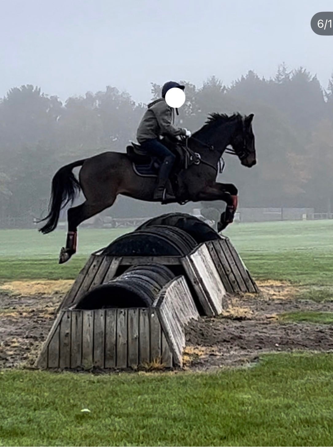 "Harley" Bay Gelding All Rounder