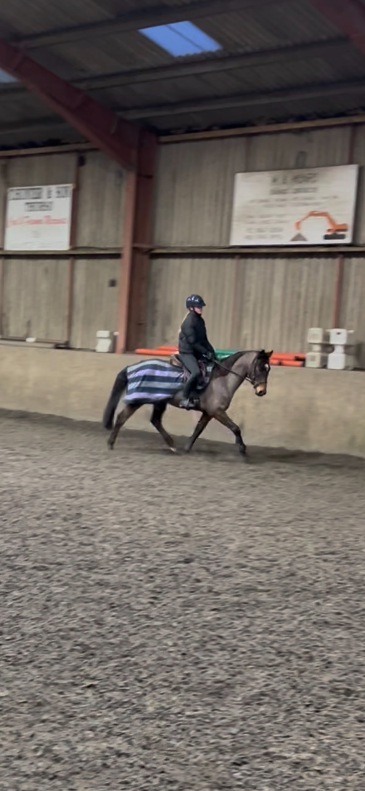 Wick "Harley" Bay Gelding All Rounder